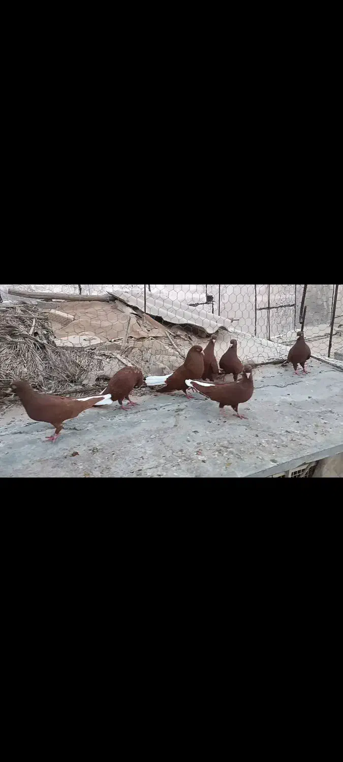 کبوتر رنگی دم سفید. دمسفید|پرنده|شیراز, بازار|دیوار
