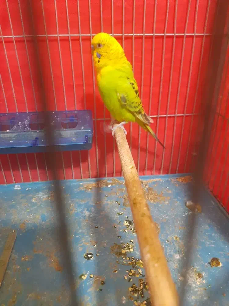 یک جفت مرغ عشق مولد|پرنده|شیراز, شهرک والفجر|دیوار