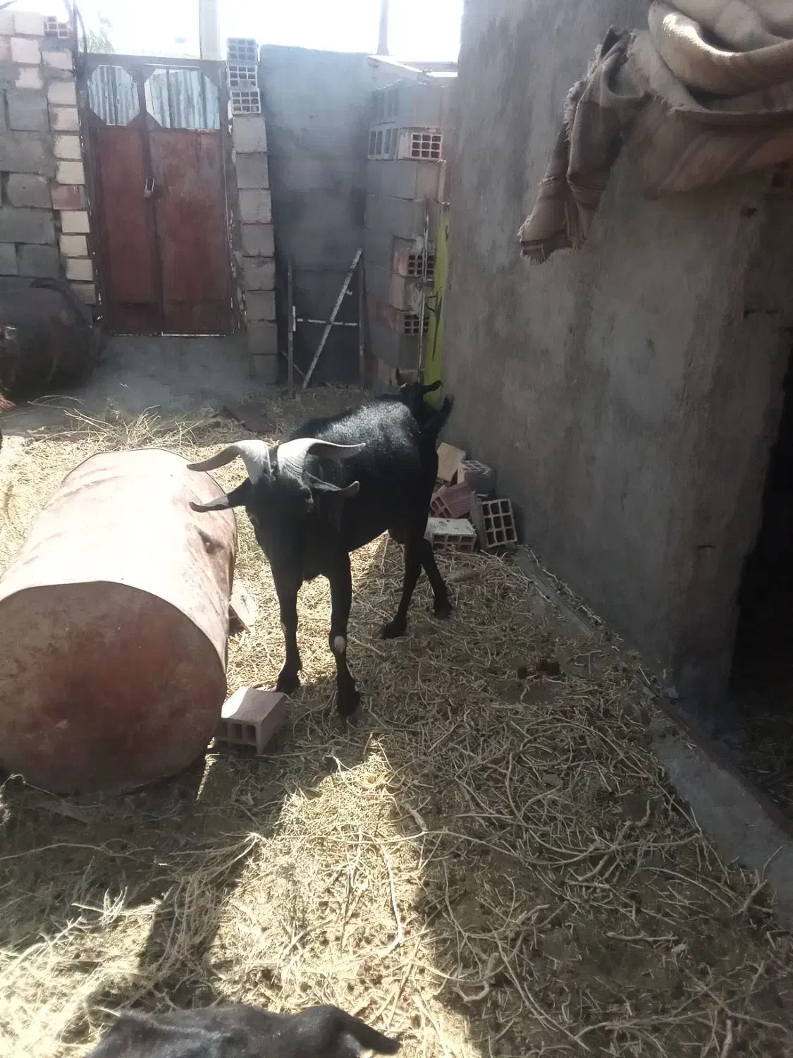 نربزمورسیا اصل|حیوانات مزرعه|زهان, |دیوار