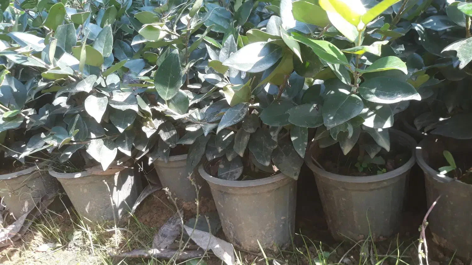 یاس هلندی گل زینتی|گل و گیاه طبیعی|اطاقور, |دیوار