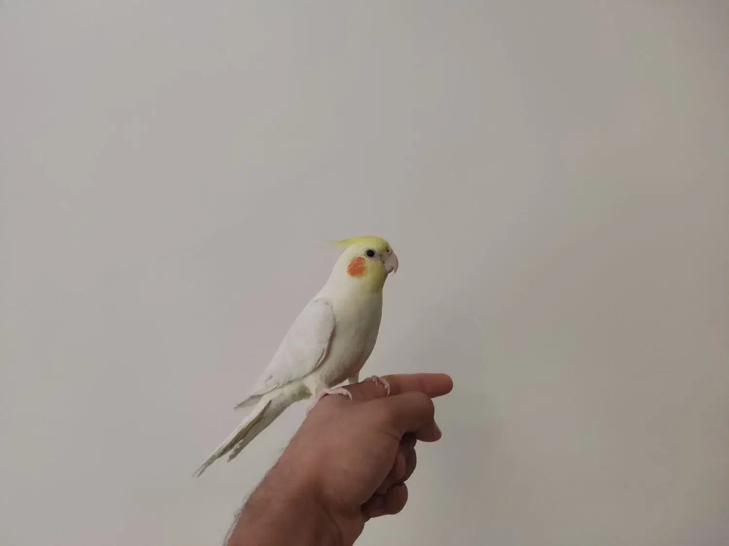 عروس هلندی رام و سخنگو|پرنده|تهران, باشگاه نفت|دیوار