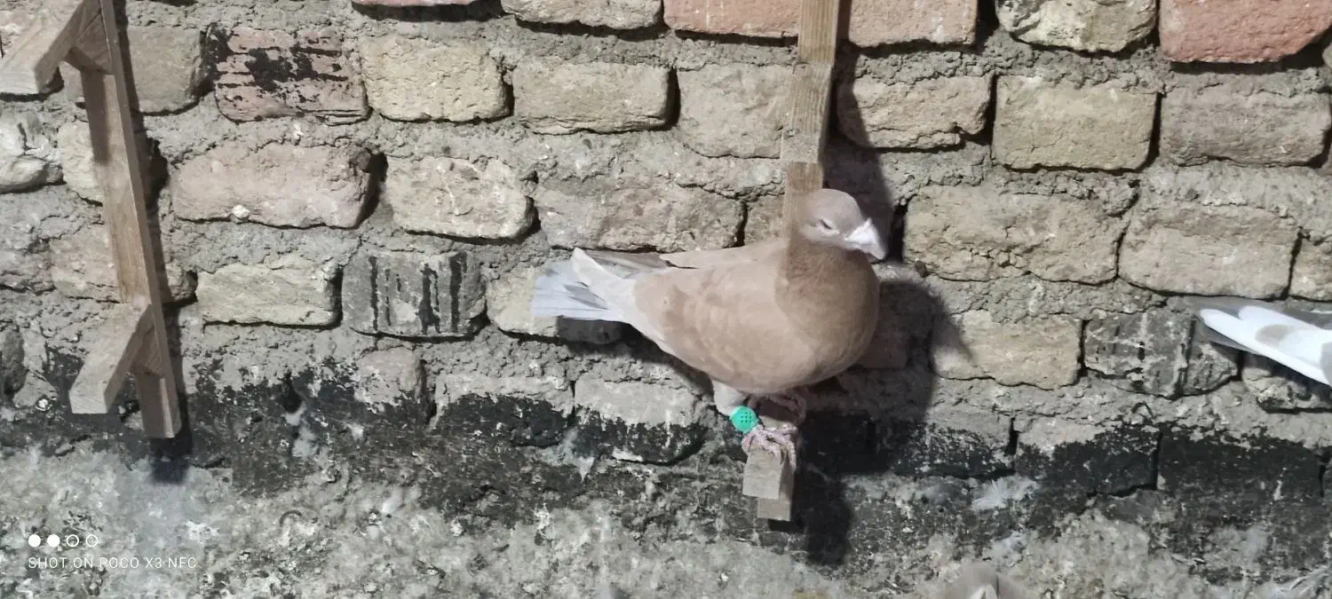 پلاکی|پرنده|شیراز, کوشک میدان|دیوار