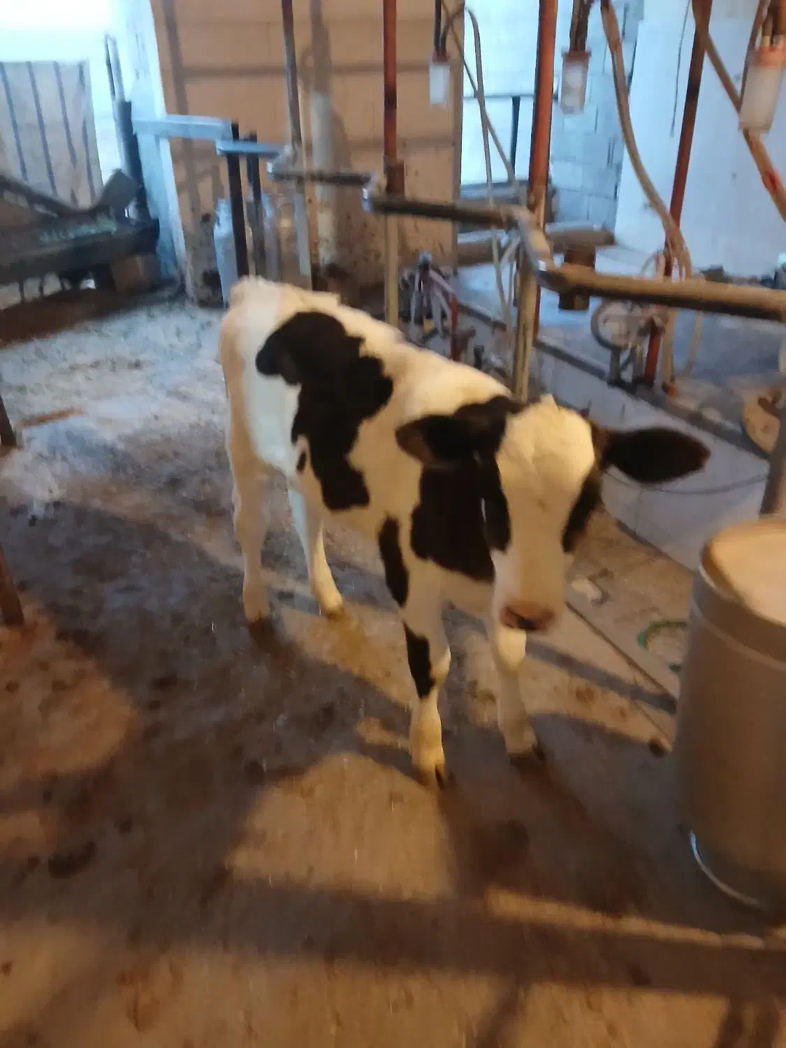 گوساله ماده|حیوانات مزرعه|خمینی‌شهر, |دیوار