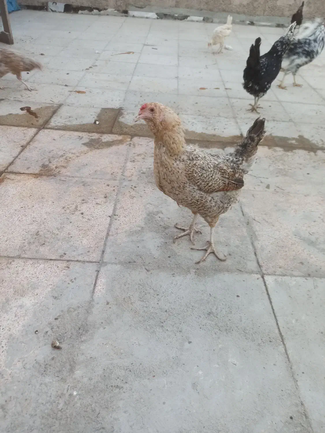 مرغ وخروس ونیمچه گلین|حیوانات مزرعه|قرچک, میرزائی شمالی|دیوار