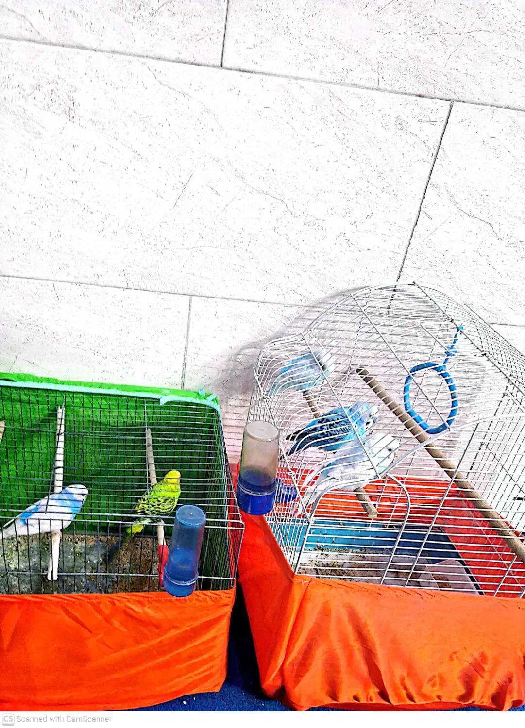 پرنده|پرنده|کرج, دهقان ویلا|دیوار