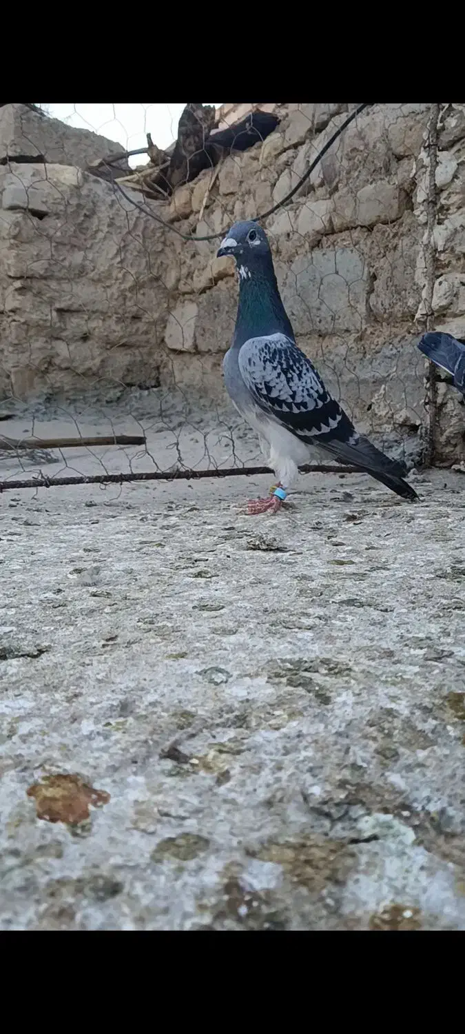 کبوترمسافتی|پرنده|زهک, |دیوار