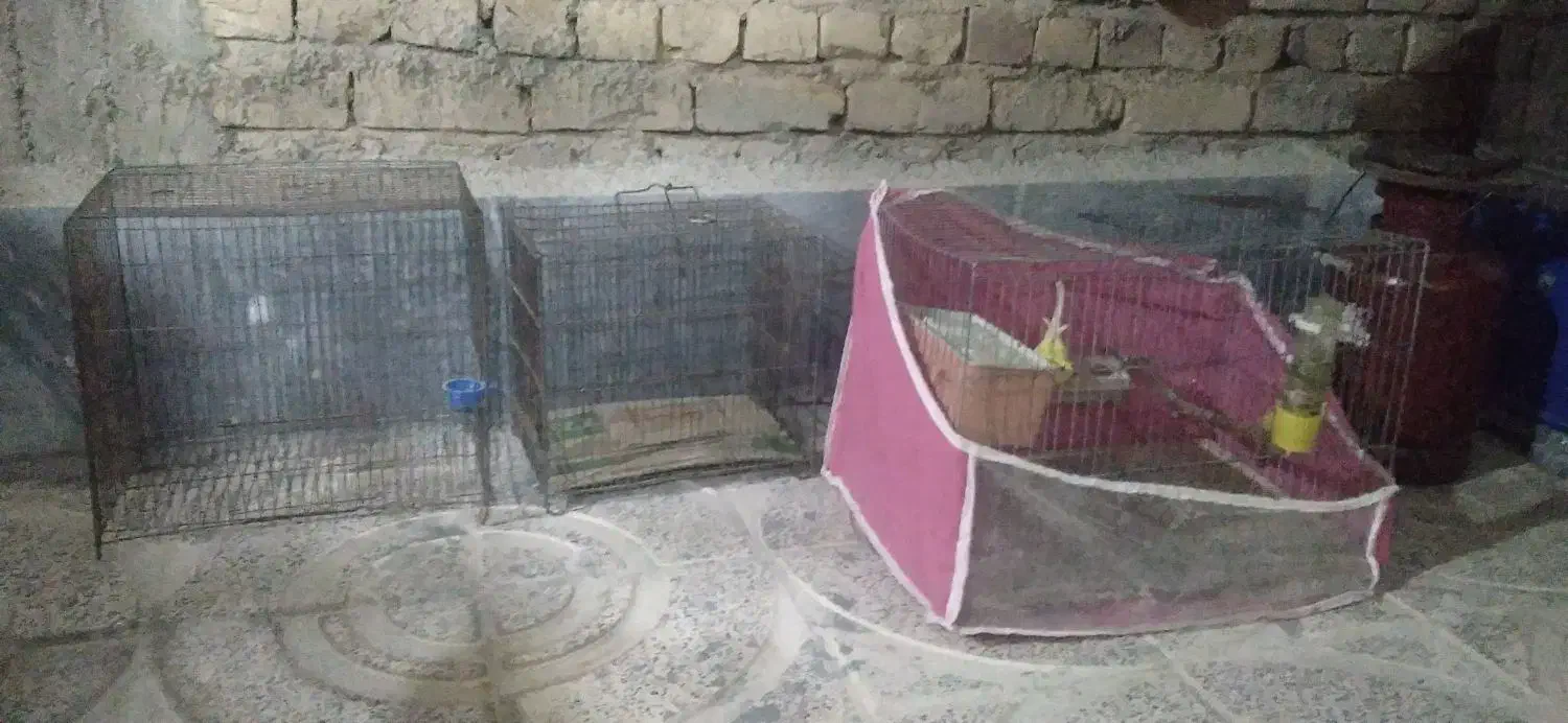 ۶ عدد قفس بزرگ قیمت خوب|لوازم جانبی حیوانات|مرودشت, ثبت احوال|دیوار