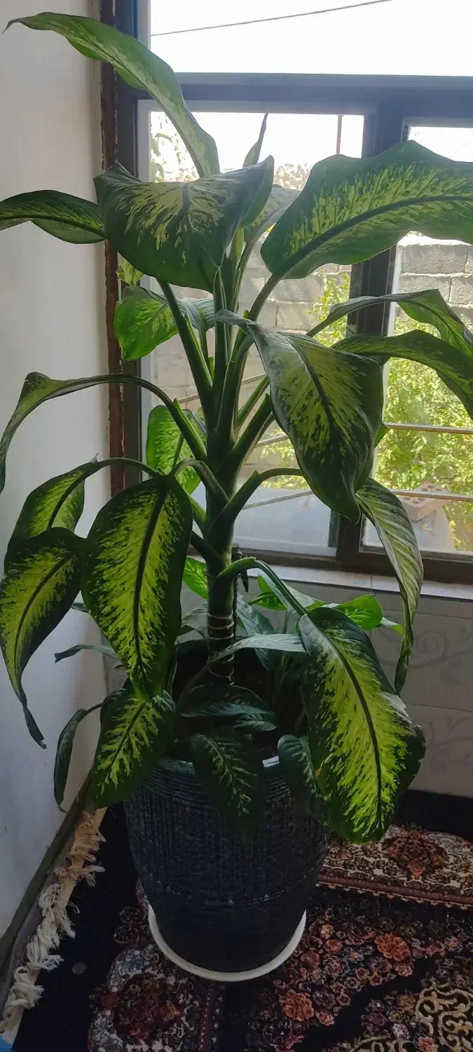 گل دیفن|گل و گیاه طبیعی|بانه, |دیوار