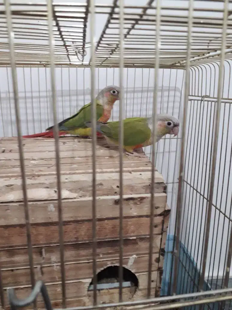 ۲ عدد گرینچیک|پرنده|سرپل ذهاب, |دیوار