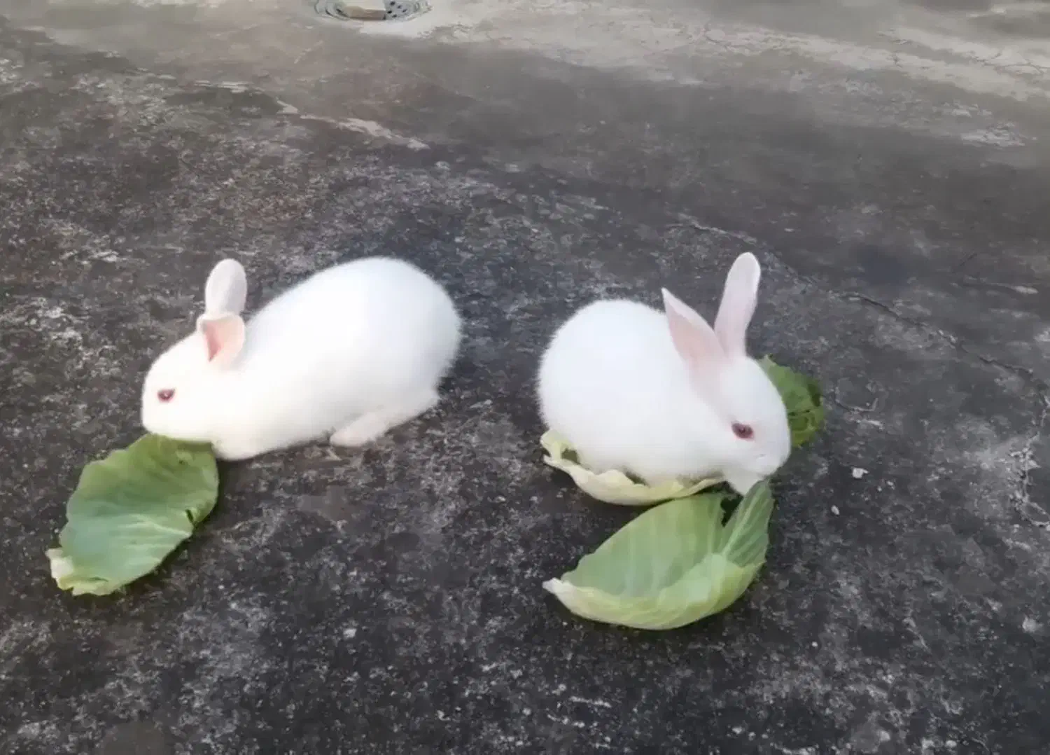 خرگوش|موش و خرگوش|سنندج, |دیوار