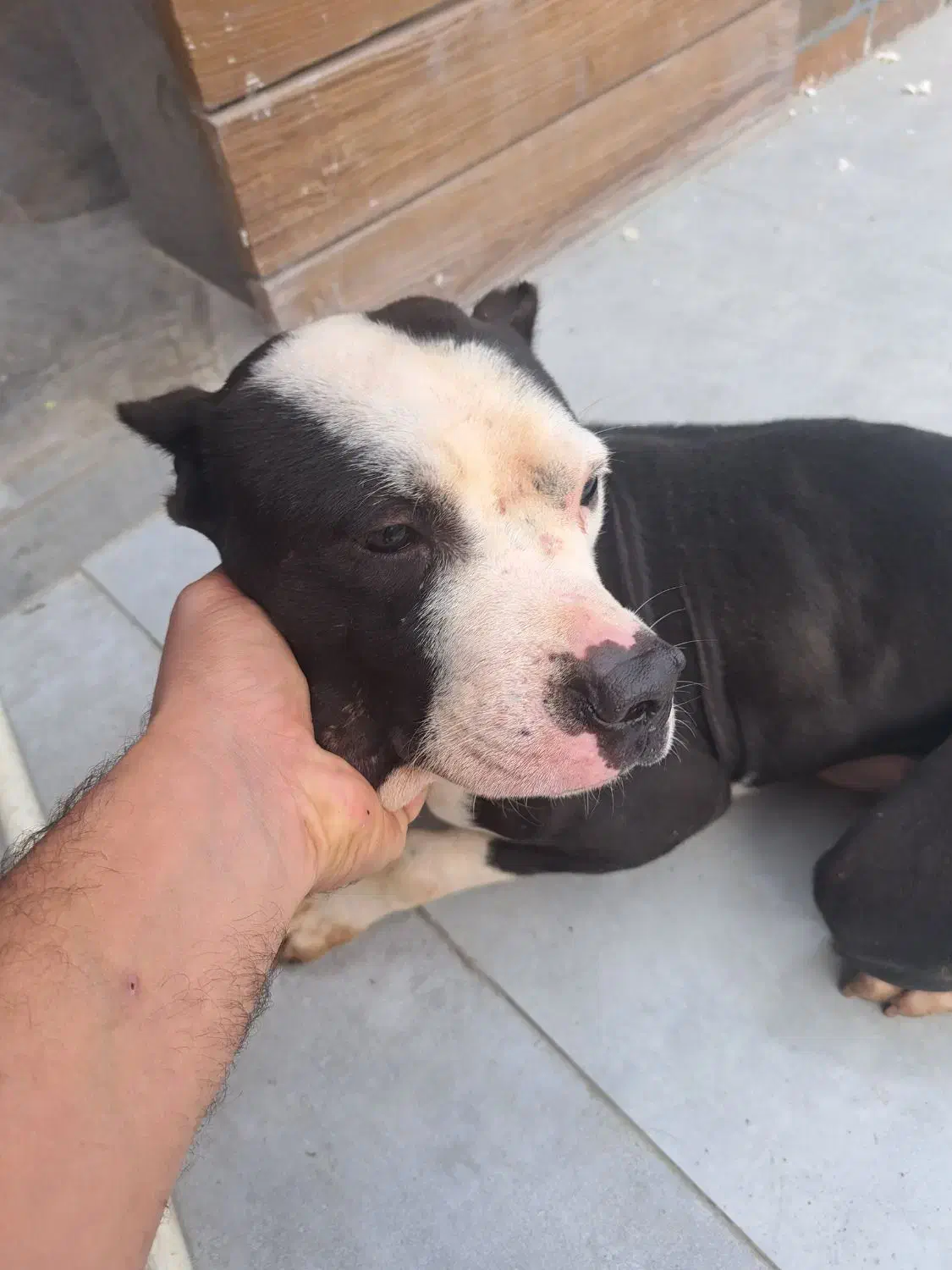 فروش پیت بول نر ۲ ساله|سگ|اسالم, |دیوار