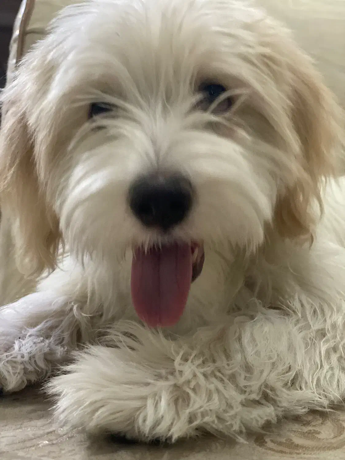 واگذاری سگ شیتزو|سگ|مبارکه, |دیوار