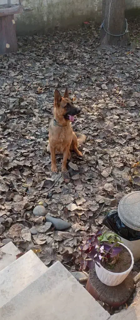 ژرمن شپهرد فول اموزش نگهبان|سگ|بندر انزلی, دهکده ساحلی|دیوار