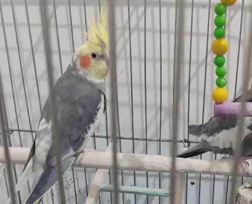 عروس هلندی|پرنده|زرند, |دیوار