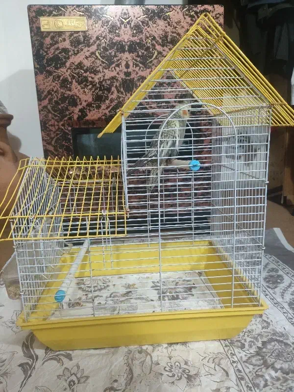 عروس هلندی نر|پرنده|رشت, یخسازی|دیوار