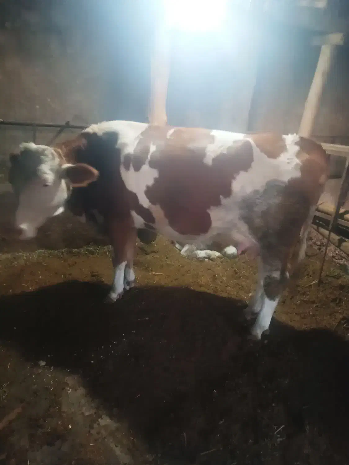 گاو شکم سوم با گوساله نر|حیوانات مزرعه|کشاورز, |دیوار