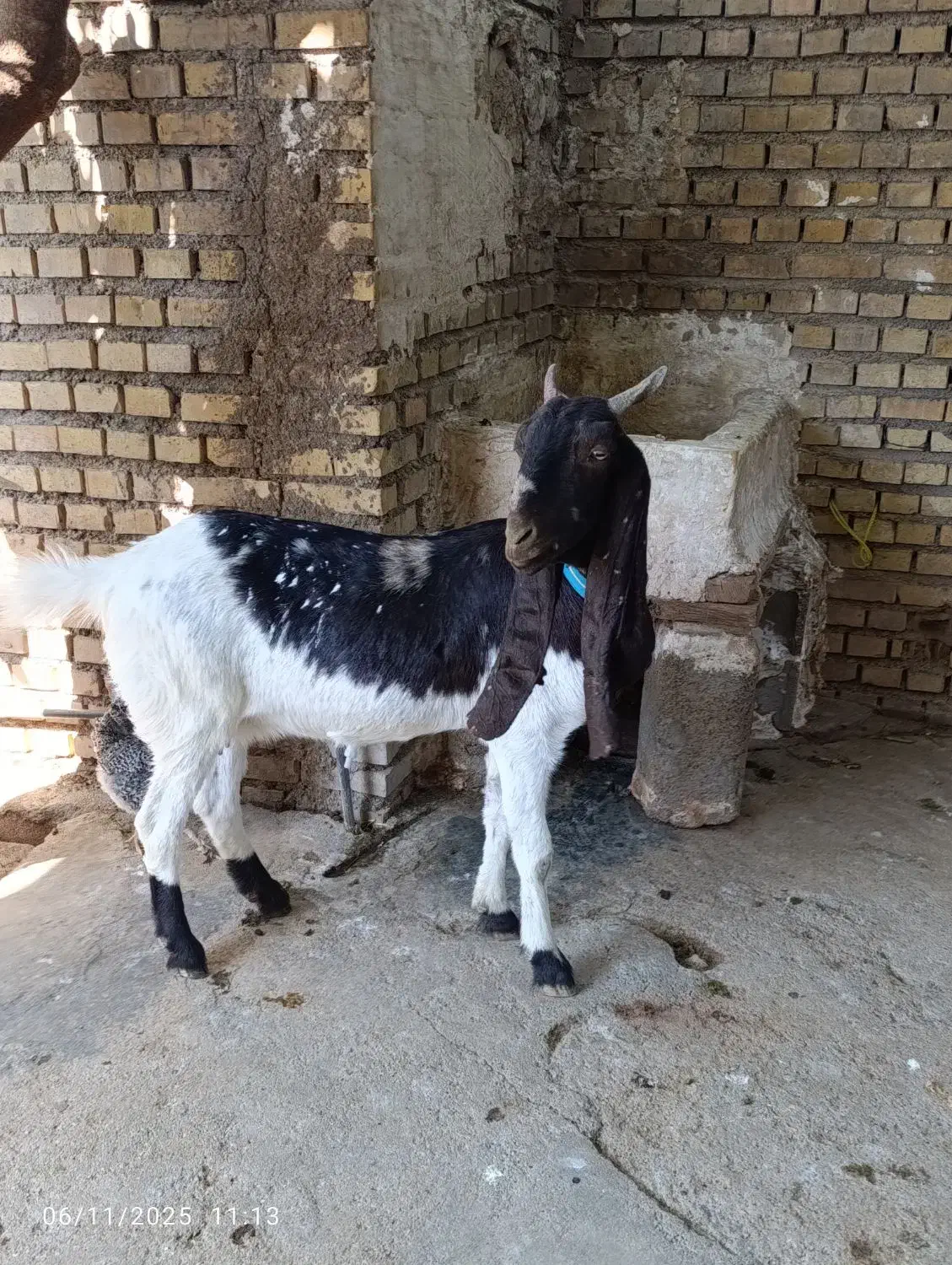 حیوانات|حیوانات مزرعه|ایذه, |دیوار