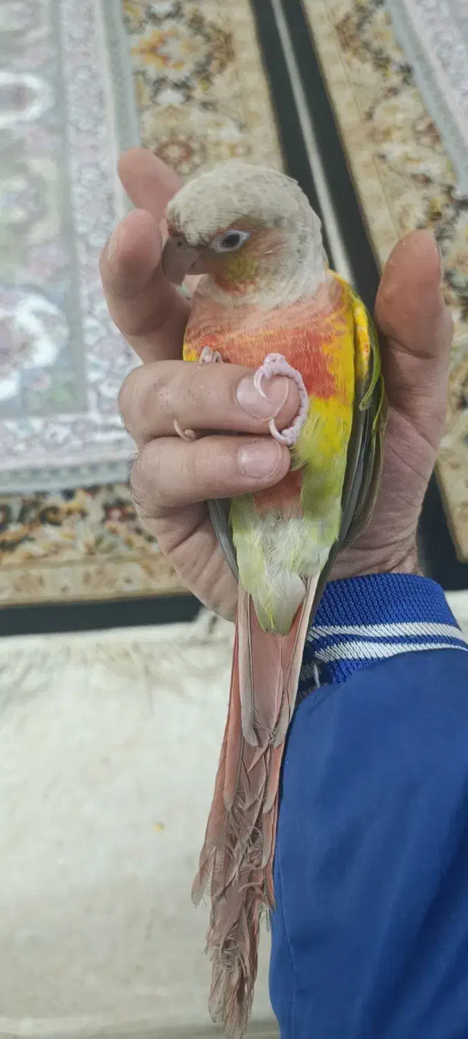 طوطی گیرینچیک|پرنده|مبارکه, |دیوار