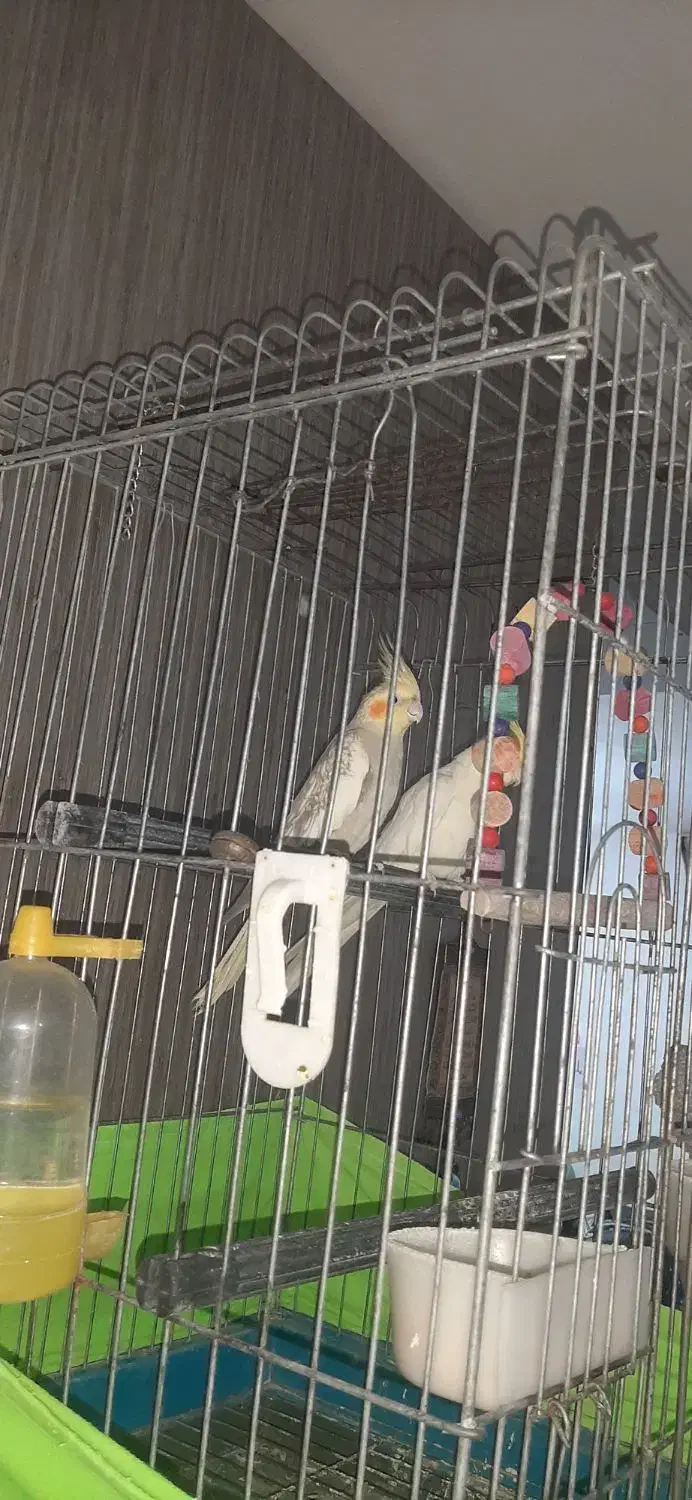 یک جفت عروس هلندی  بدون قفس|پرنده|پاکدشت, شهرک امام رضا|دیوار