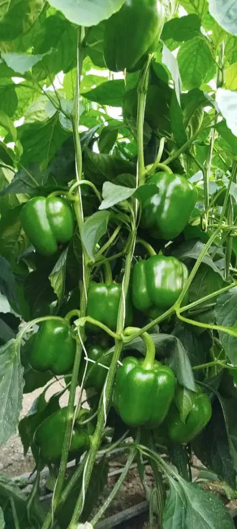 نیازمند نیروی کار خانم جهت کار در گلخانه|استخدام صنعتی، فنی، مهندسی|بلداجی, |دیوار