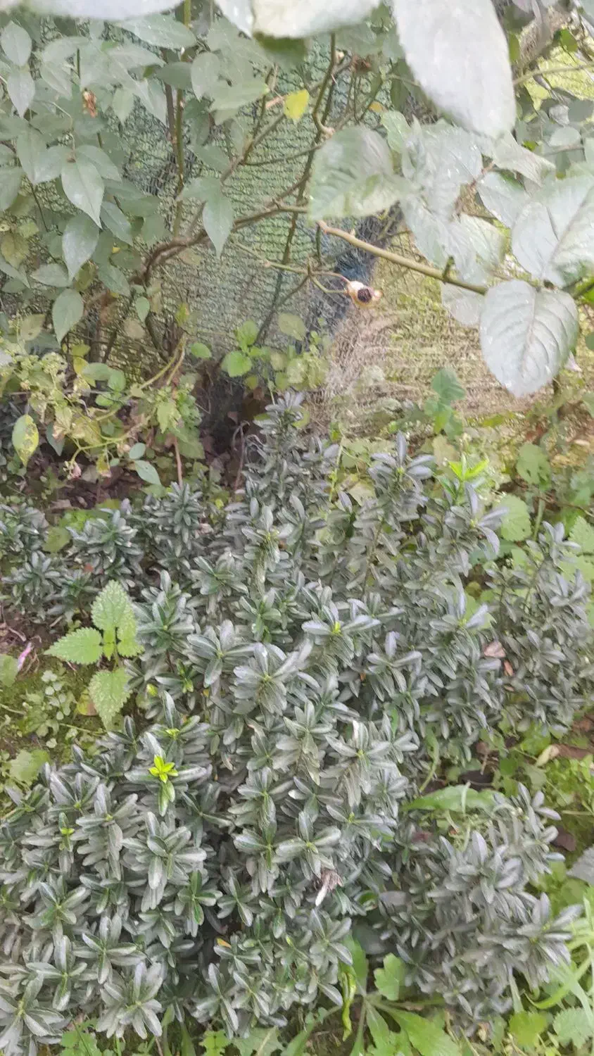 شمشاد های برگ ریز سبز و طلایی|گل و گیاه طبیعی|رودسر, |دیوار