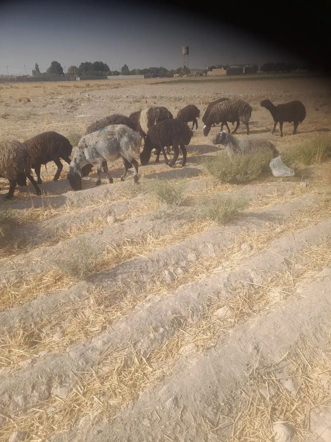 فروش میش وبره|حیوانات مزرعه|جوادآباد, |دیوار