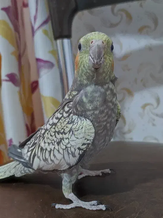 گلی خانم|پرنده|رشت, معلم|دیوار