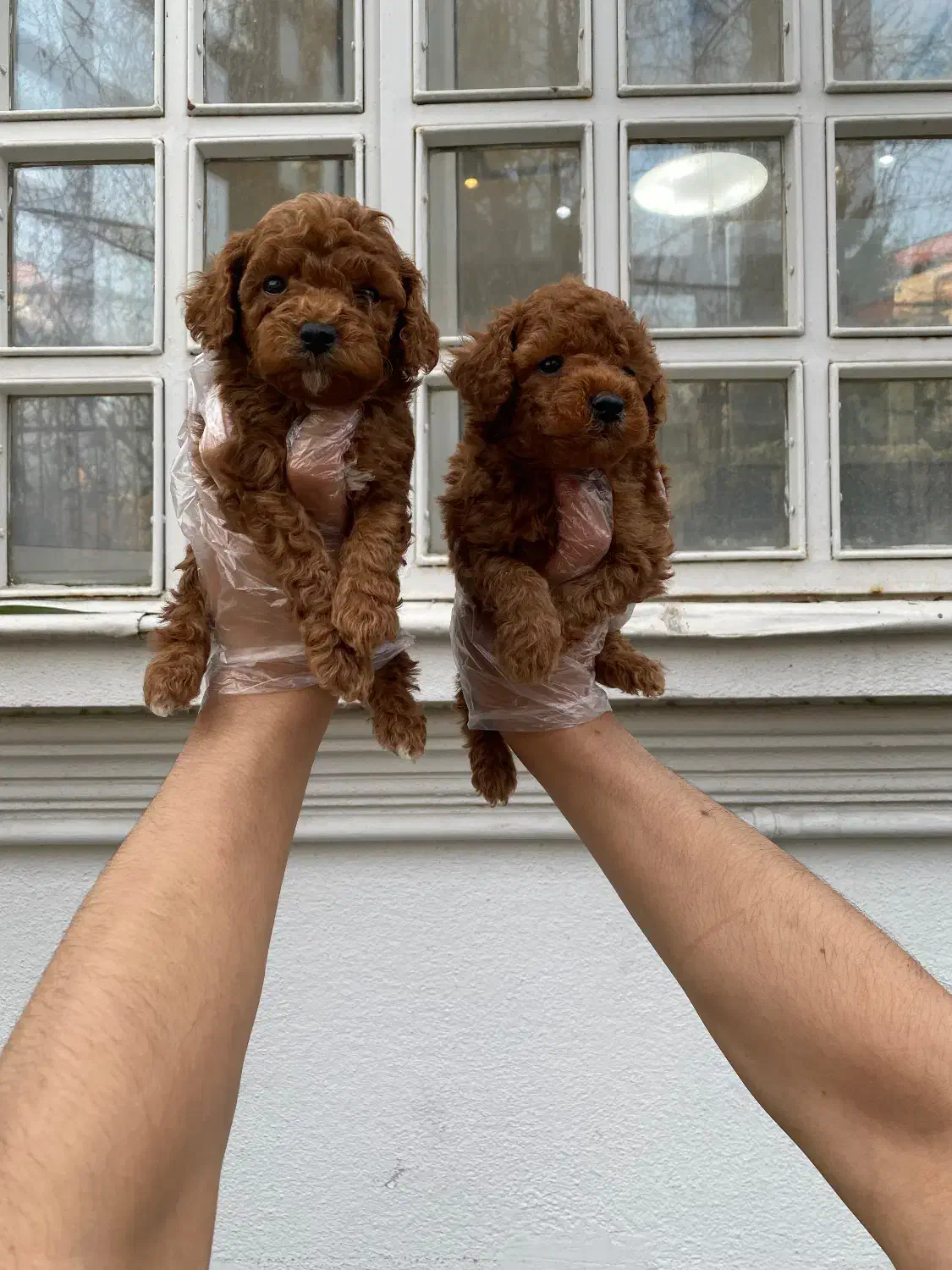 سگ توی پودل رنگ مشکی و دارک رد|سگ|تهران, زعفرانیه|دیوار