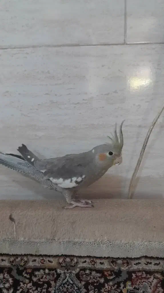 عروس هلندی دستی و مولد|پرنده|اسلام‌شهر, شهرک مهدیه|دیوار