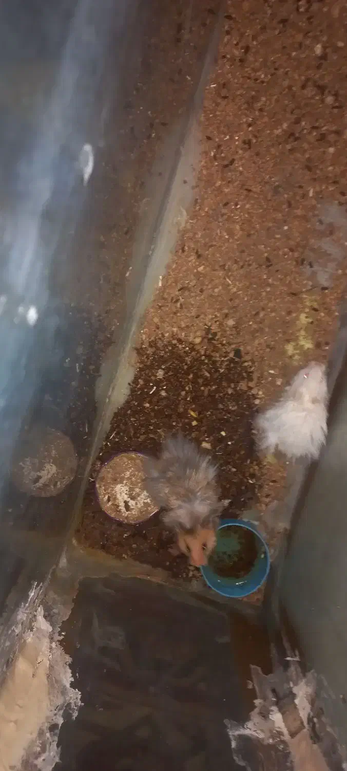 همستر دستی|موش و خرگوش|جهرم, |دیوار