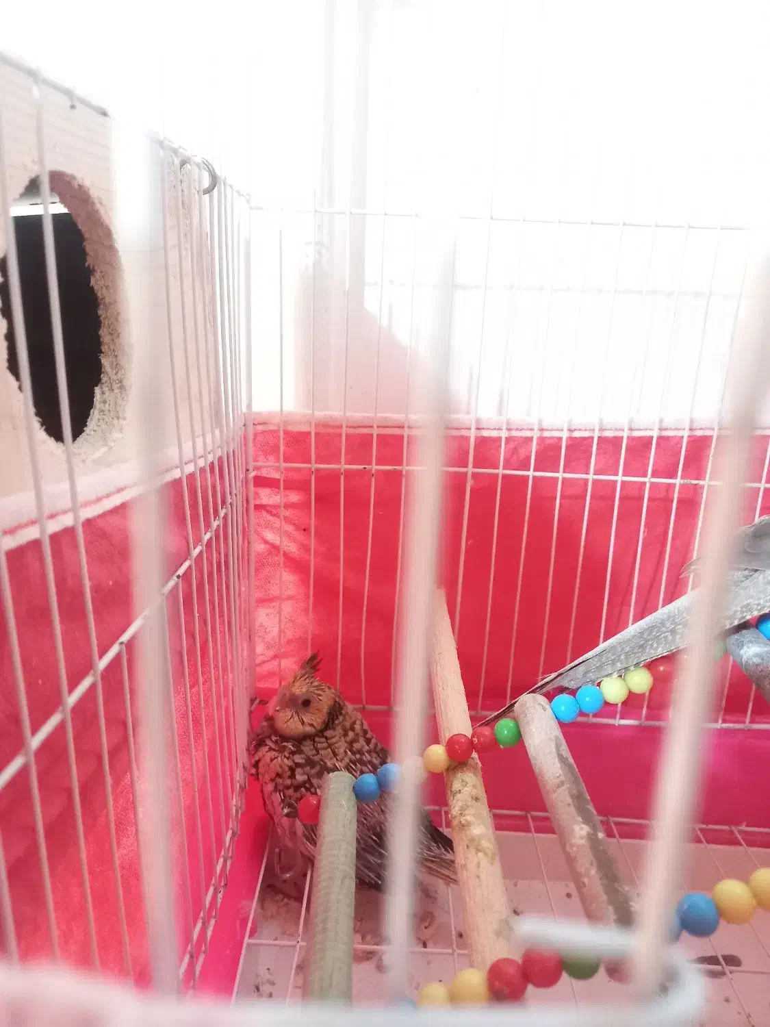 جوجه عروس هلندی|پرنده|سلمانشهر, |دیوار