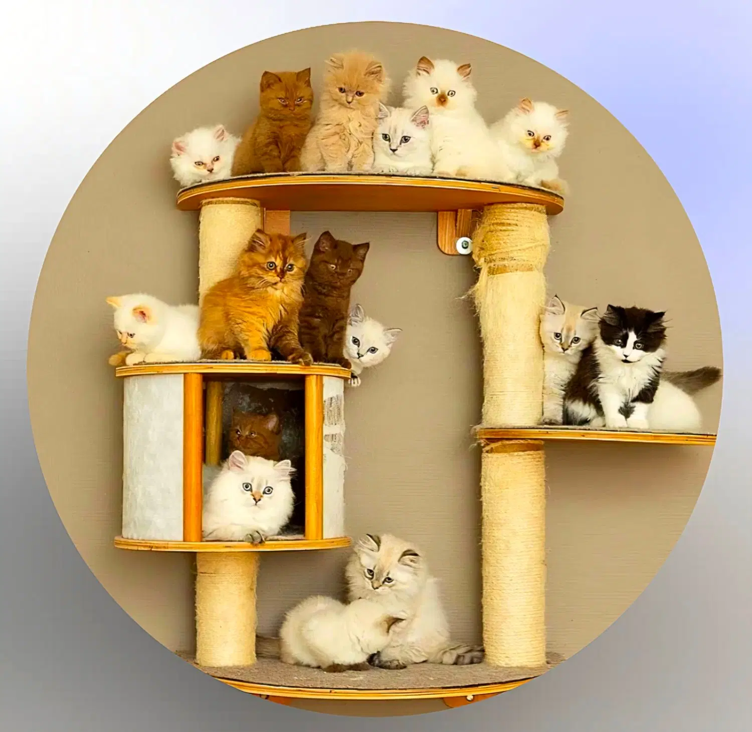 حر آ ج بی تکرار فقط در کلبه گربه های Hypercat|گربه|تهران, فرحزاد|دیوار