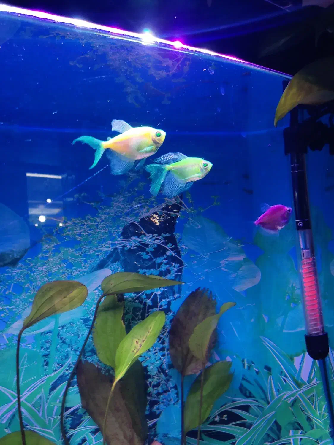 ماهی کالر و کپی|ماهی|ارومیه, |دیوار