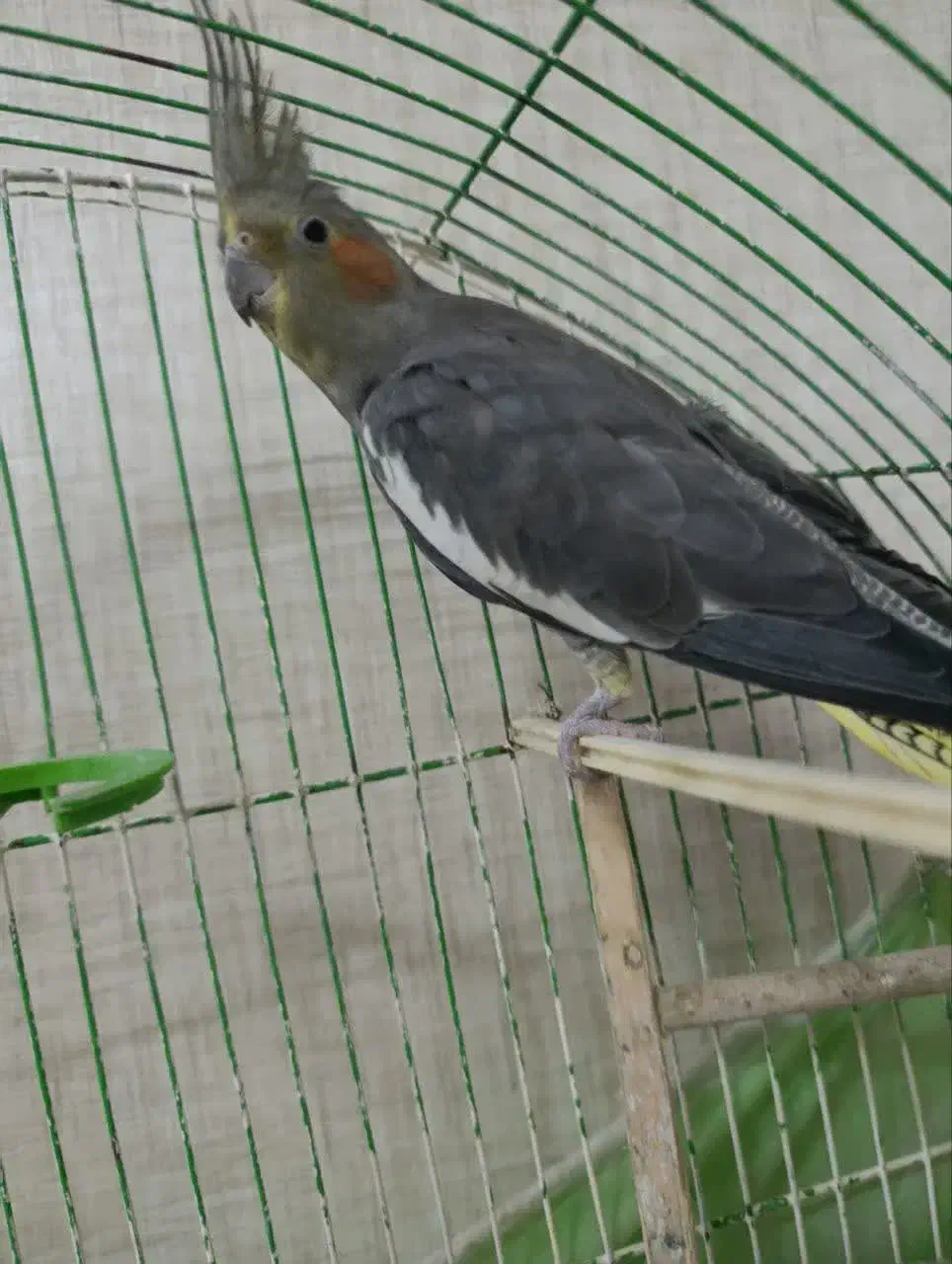 عروس هلندی|پرنده|رشت, باهنر|دیوار