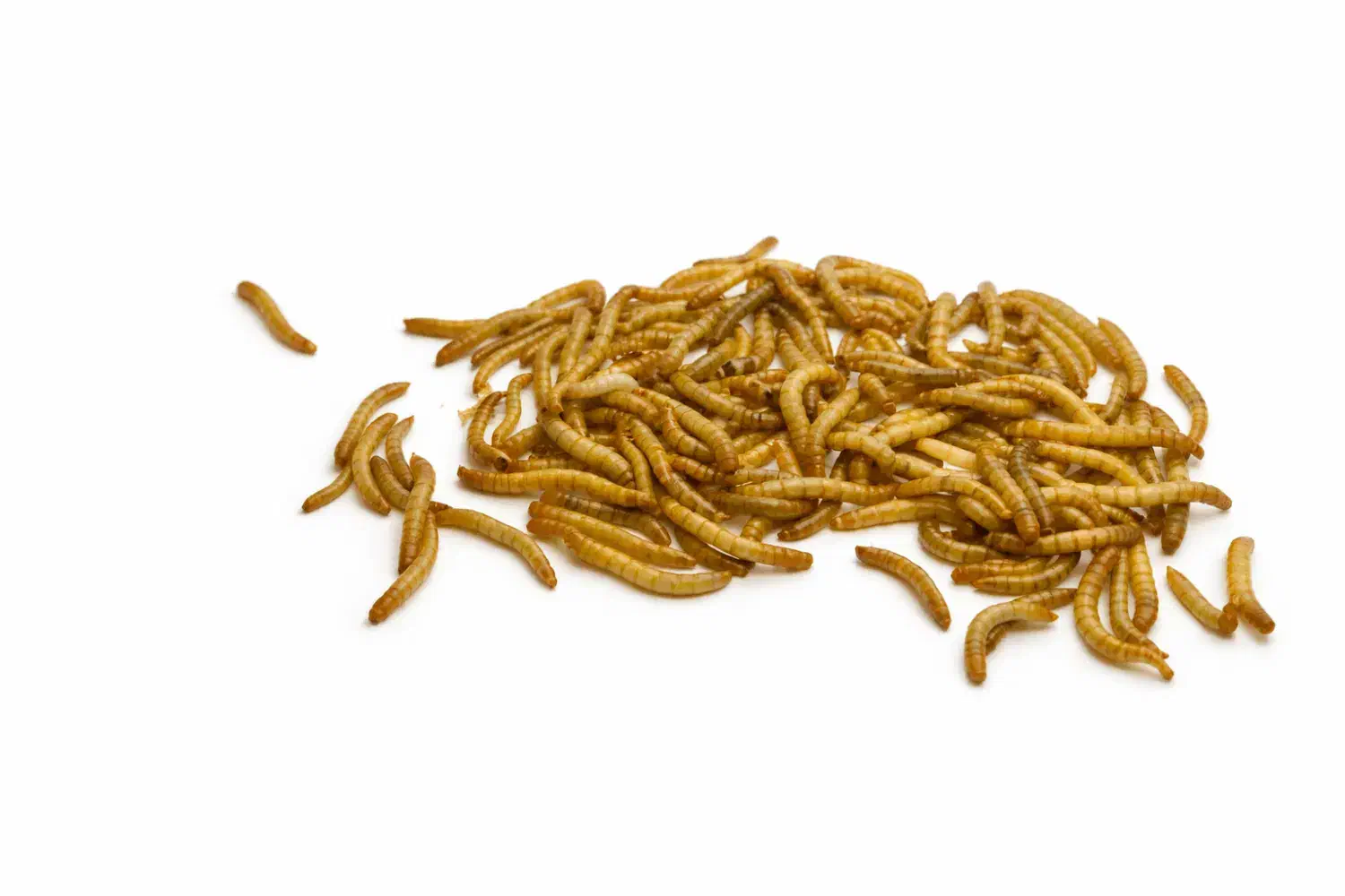 پک ۱۰۰ گرمی میلورم زنده درجه یک|خزنده|تهران, نیروی دریایی|دیوار