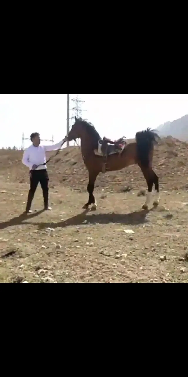 اسب|اسب و تجهیزات اسبسواری|کوار, |دیوار