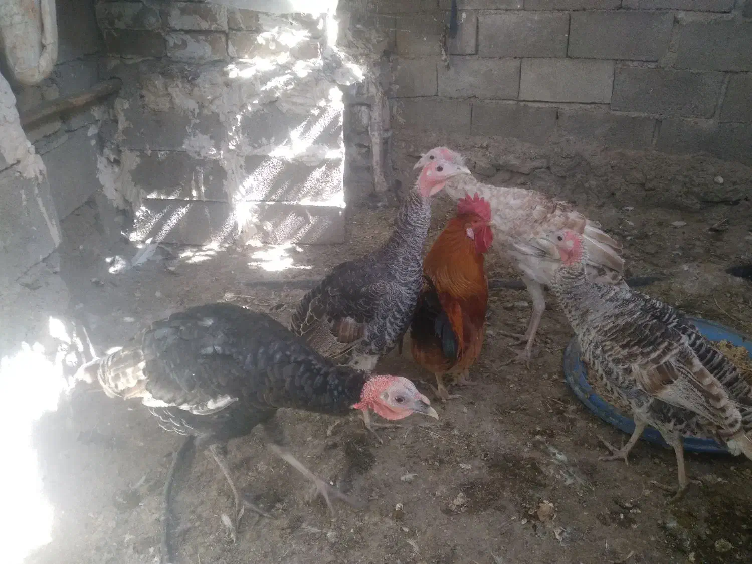 بوقله|حیوانات مزرعه|بوستان, |دیوار