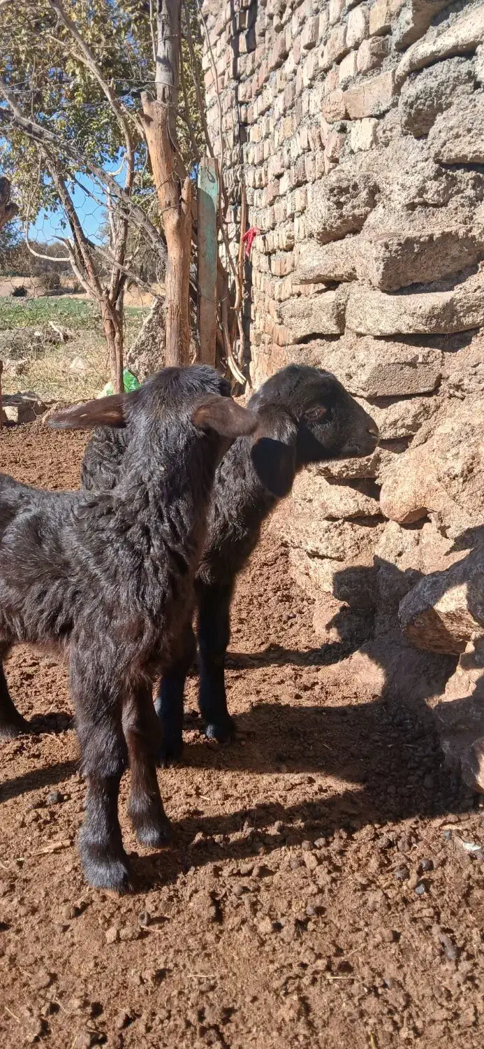 باعرض  سلام دوعدد بره ماده افشاری سالم وسرحال...|حیوانات مزرعه|هرسین, |دیوار