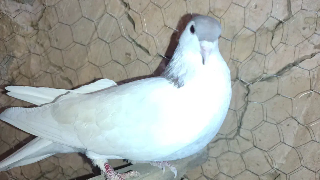 معاوضه با ماده|پرنده|ماهنشان, |دیوار