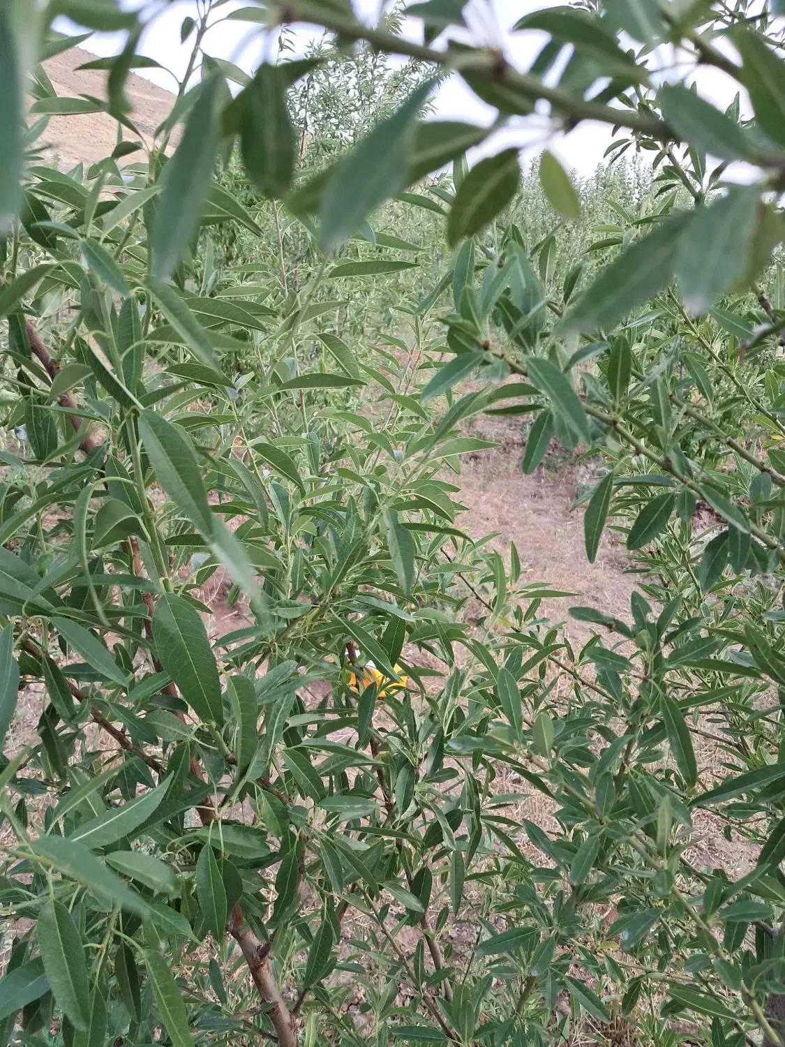 باغ ویلا خانه|فروش خانه و ویلا|خواجه, |دیوار