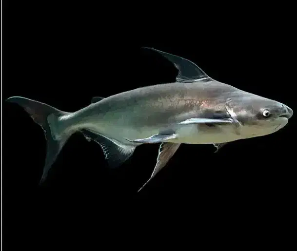 چانا لیمباتا پنگوسی درشت آروانا درشت ردتیل درشت|ماهی|همدان, |دیوار