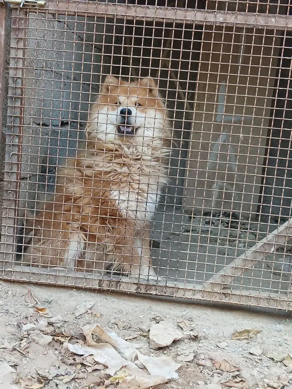 سگ چاو چاو|سگ|هشتگرد, تهران دشت|دیوار