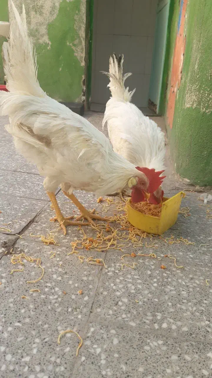 خروش ماشینی ۸ ماهه|حیوانات مزرعه|قم, نیروگاه|دیوار