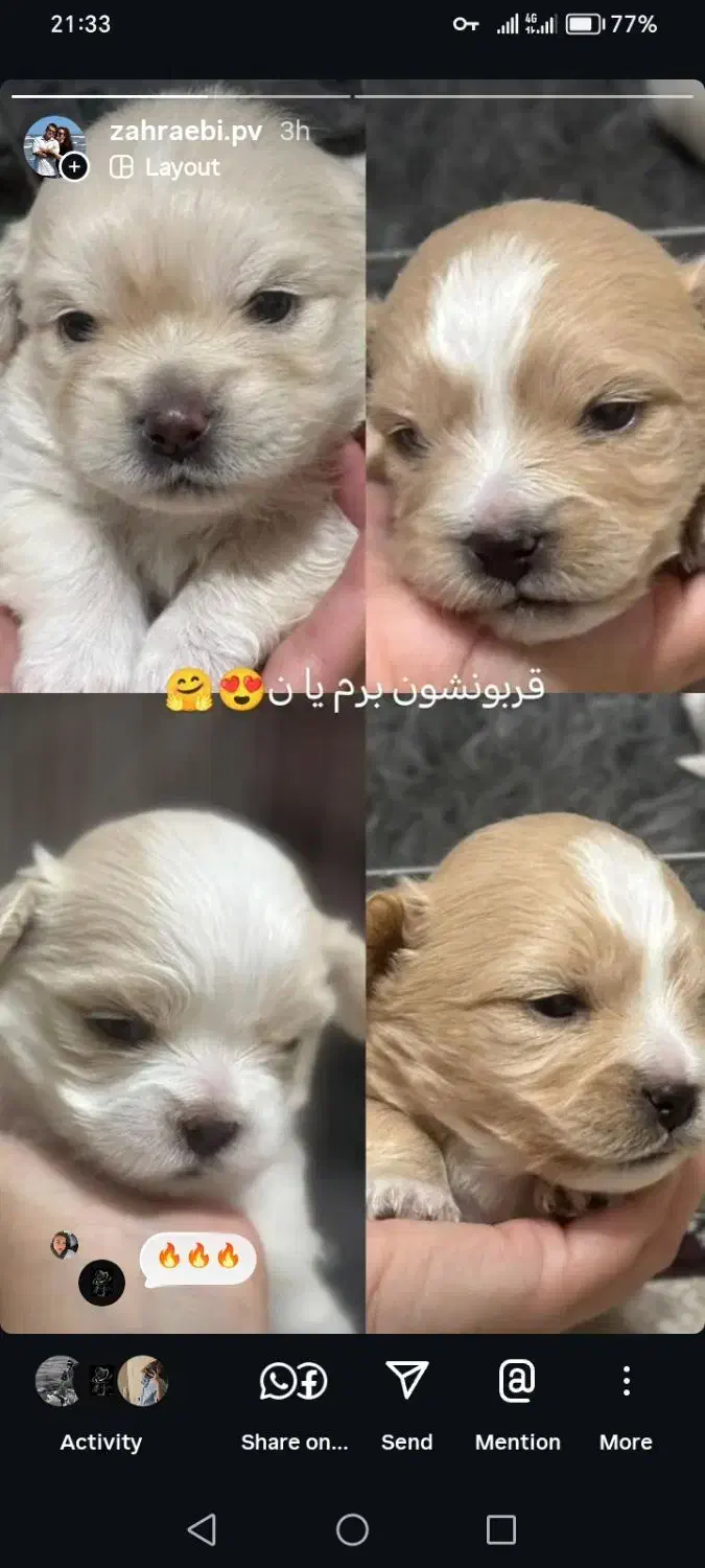 سه توله گم شدن. دوتا ماده. ی نر|سگ|اصفهان, قهاب جنوبی|دیوار