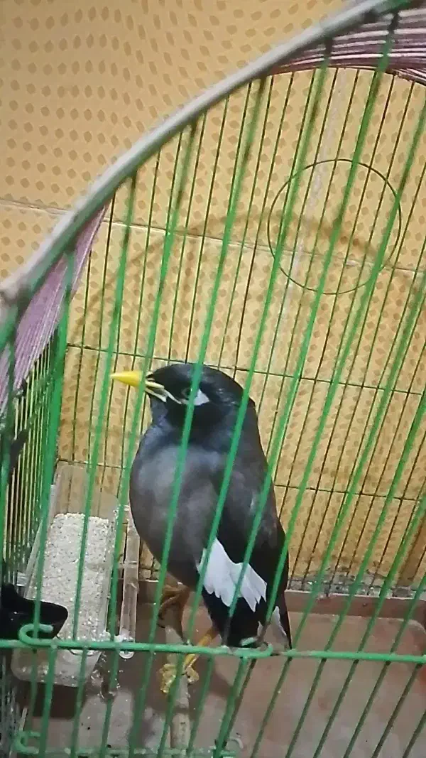 مینا|پرنده|هیرمند, |دیوار