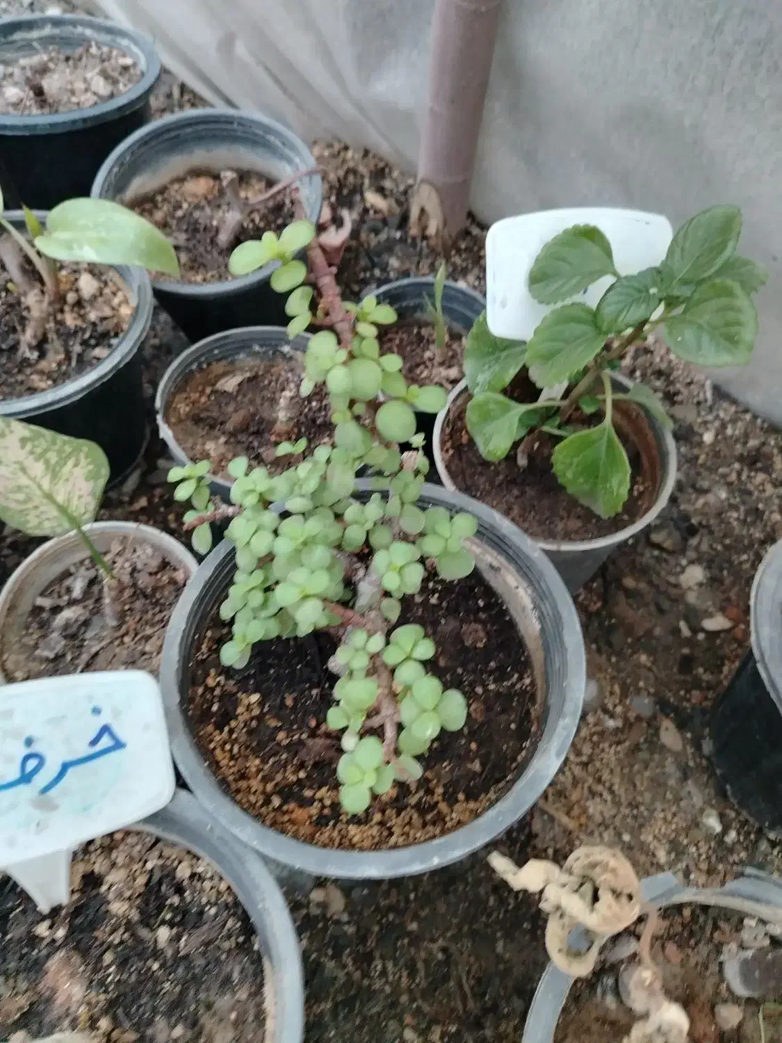گل آپارتمانی با ارسال رایگان|گل و گیاه طبیعی|مبارکه, |دیوار