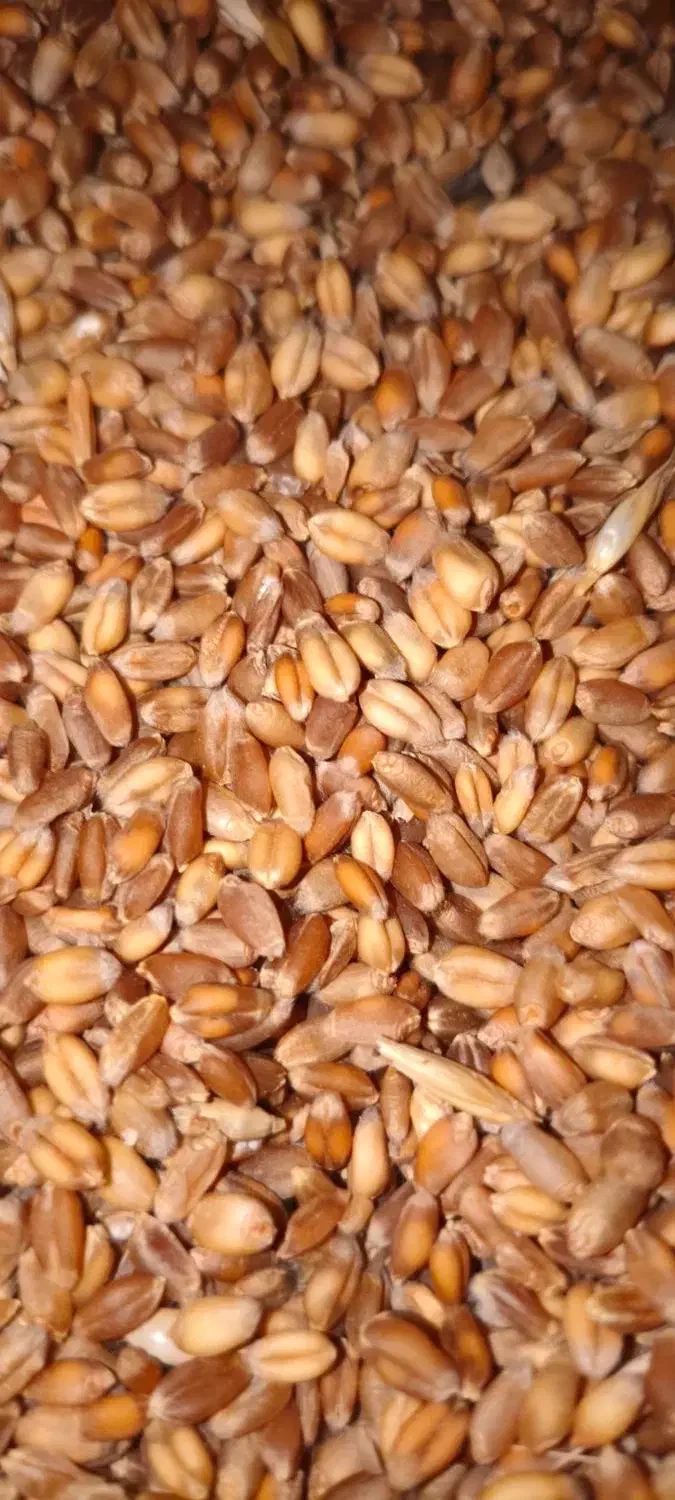 گندم آبی|خوردنی و آشامیدنی|عجب شیر, |دیوار