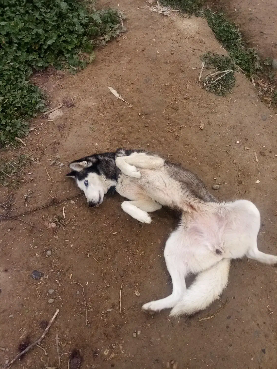 کبوتر|پرنده|سیمین شهر, |دیوار