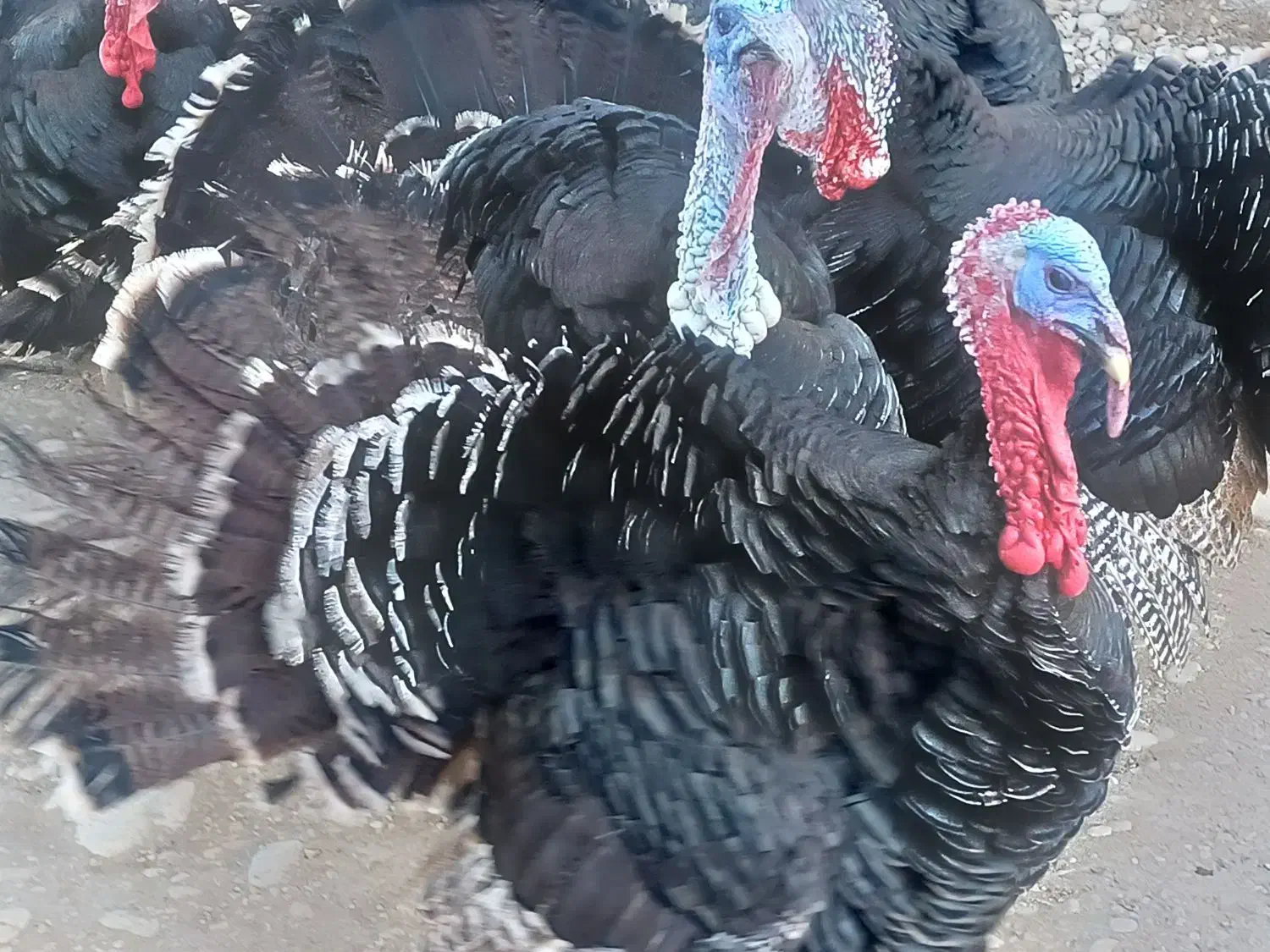 فروش بوقلمون برنز|حیوانات مزرعه|یاسوج, |دیوار