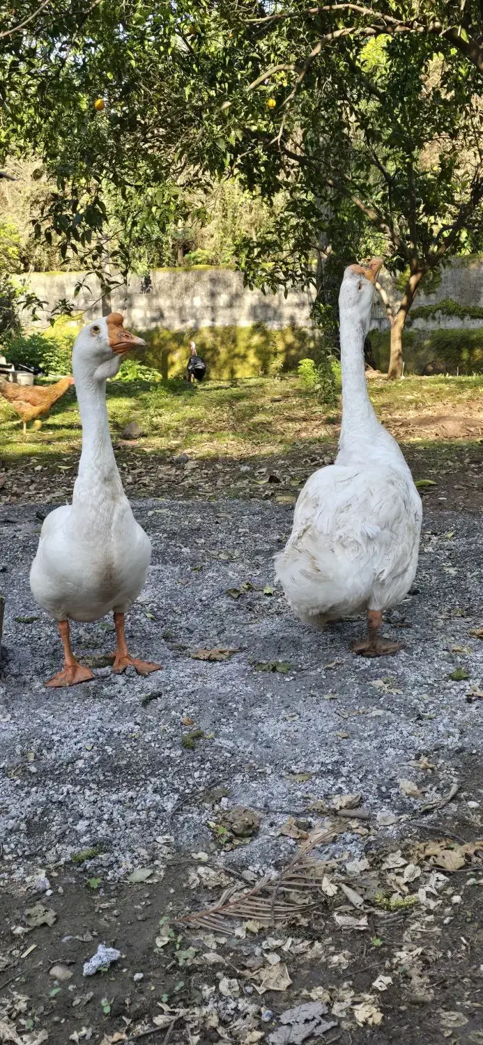 غاز|حیوانات مزرعه|نوشهر, |دیوار